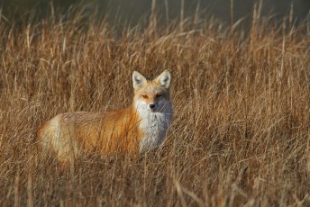 Red-Fox_8690