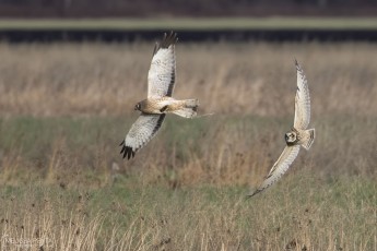 Northern Harrier and Short-eared Owl