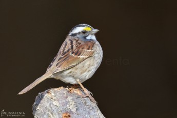 White-thriated Sparrow